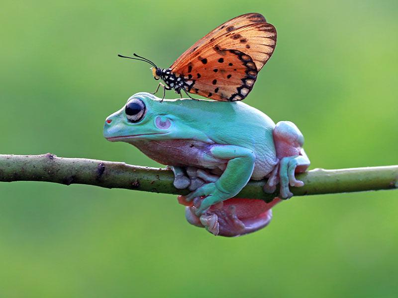 How much do you know about animals?  Take the quiz!