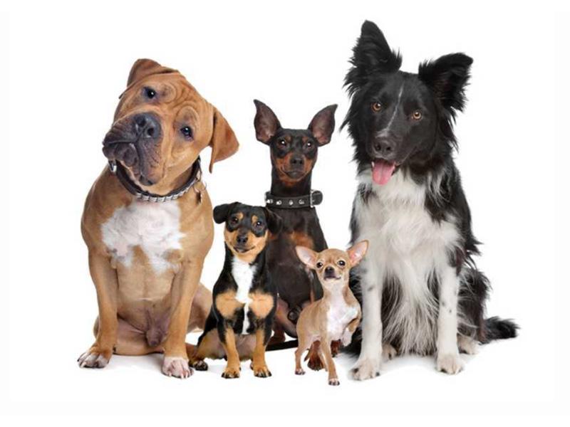 Do you know dogs?