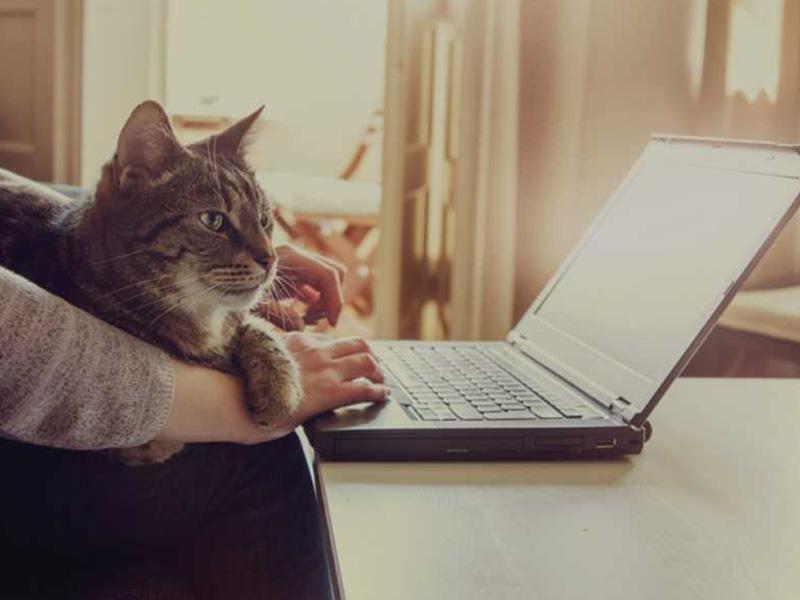 10 questions about cats!