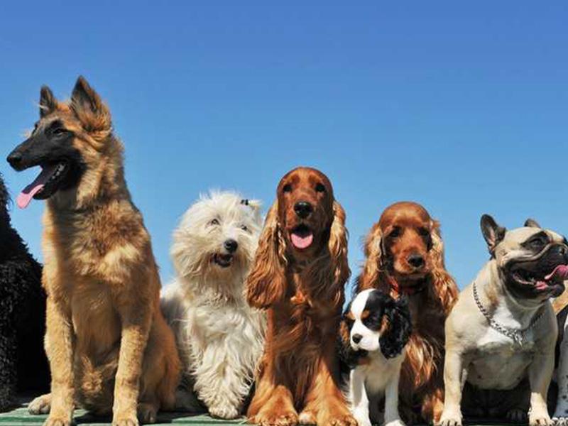 If you were a dog, what breed would you be?